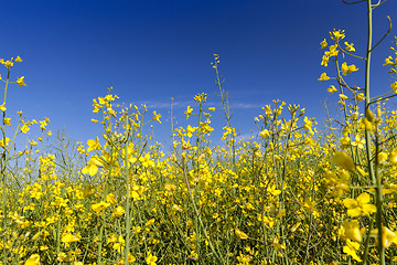 Image showing yellow flower rape