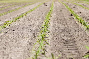 Image showing Field with corn