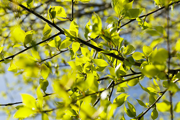 Image showing linden leaves, spring