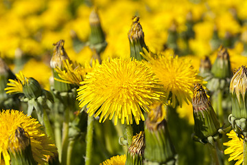 Image showing yellow dandelions in spring