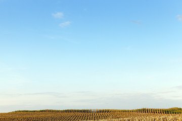 Image showing harvested mature corn