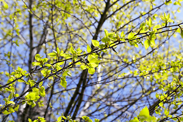 Image showing linden leaves, spring