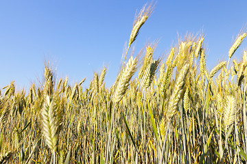 Image showing mature cereal, close-up