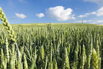 Image showing Field with cereal