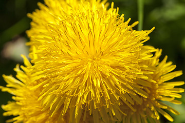 Image showing yellow dandelions in spring