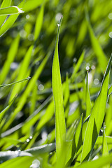 Image showing Field with cereal