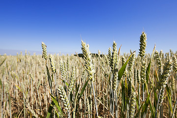 Image showing immature green grass