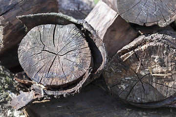 Image showing old rotting logs