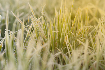 Image showing young grass plants, close-up