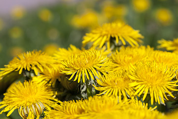 Image showing yellow dandelions in spring