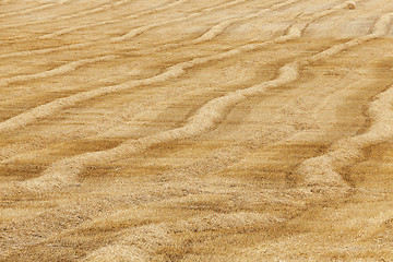 Image showing haystacks in a field of straw