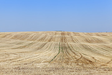 Image showing wheat field after harvest