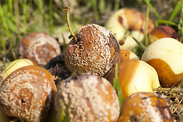 Image showing spoiled apples, close-up