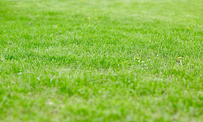 Image showing close up of lawn or meadow with mown grass