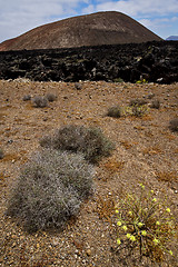 Image showing timanfaya vulcanic  spain plant flower bush