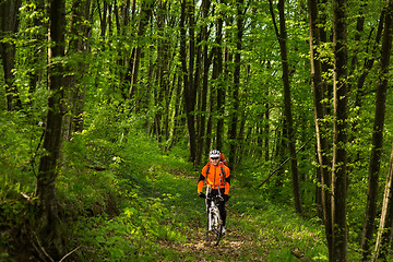 Image showing Cyclist Riding the Bike on a Trail in Summer Forest