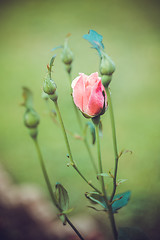 Image showing Pink Rose Blooming in Garden. Delicate roses on the green background