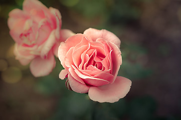 Image showing Pink Rose Blooming in Garden. Delicate roses on the green background