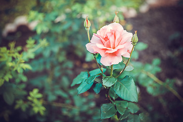 Image showing Pink Rose Blooming in Garden. Delicate roses on the green background