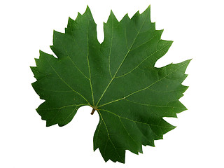 Image showing Green leaf isolated
