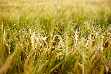 Image showing cereal field with spikelets of ripe rye or wheat