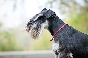 Image showing portrait of miniature schnauzer close up