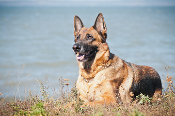 Image showing friendly German shepherd lying in the dry grass on the beach
