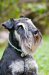 Image showing portrait of miniature schnauzer close up