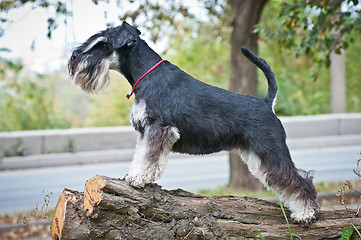 Image showing Miniature schnauzer sitting on stump