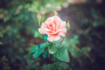 Image showing Pink Rose Blooming in Garden. Delicate roses on the green background