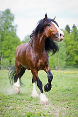 Image showing Vladimir draft horse runs gallop on the meadow in summer time