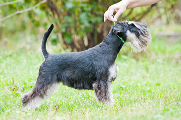 Image showing Miniature schnauzer sitting on stump