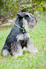 Image showing Miniature schnauzer sitting on stump