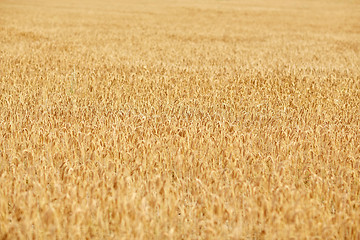 Image showing cereal field with spikelets of ripe rye or wheat