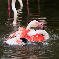 Image showing Flamingo bath