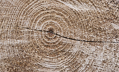 Image showing Cut tree texture