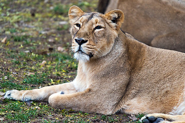 Image showing Lioness (female lion)