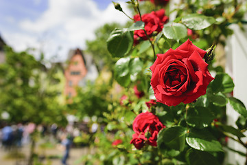 Image showing Red rose Cologne