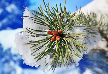 Image showing part of fir tree strewn in winter