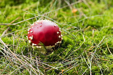 Image showing A mushroom (or toadstool)