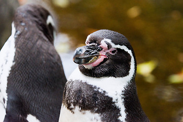 Image showing Penguin