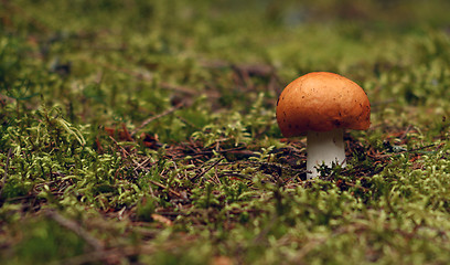 Image showing Mushroom