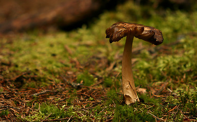 Image showing Mushroom