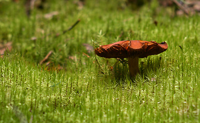 Image showing Mushroom