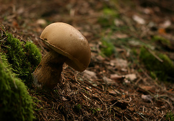 Image showing Mushroom