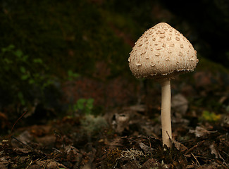 Image showing Mushroom