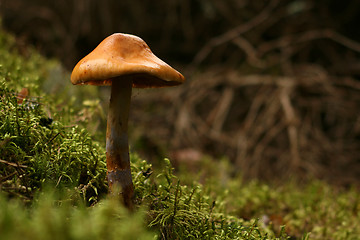 Image showing Mushroom