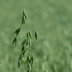 Image showing Oats