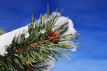 Image showing part of fir tree in winter