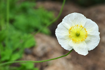 Image showing Close up white cosmos flowers 